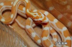 玉米锦蛇 哪些宠物蛇适合新手
