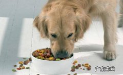 食物太咸 狗狗什么时候会大量喝水