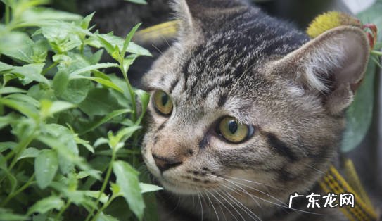 加菲猫 哪些猫咪对主人最忠心