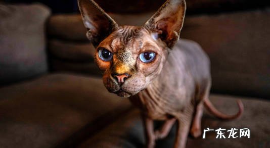 加菲猫 哪些猫咪对主人最忠心