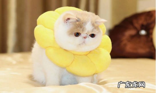 加菲猫 哪些猫咪对主人最忠心