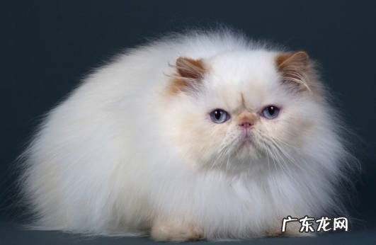 波斯猫 哪些猫越长颜值越高