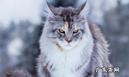 波斯猫 哪些猫越长颜值越高