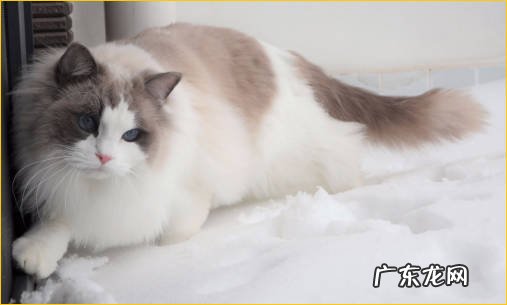 英短猫 家养猫可以选哪些品种