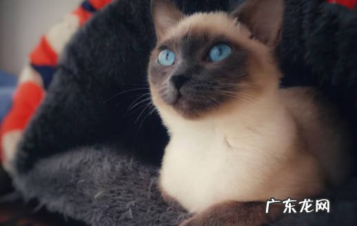 英短猫 家养猫可以选哪些品种