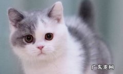 英短猫 家养猫可以选哪些品种