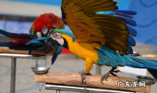 虎皮鹦鹉 最值得养的鹦鹉是什么