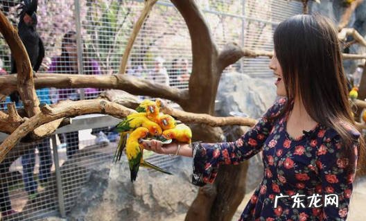 虎皮鹦鹉 最值得养的鹦鹉是什么