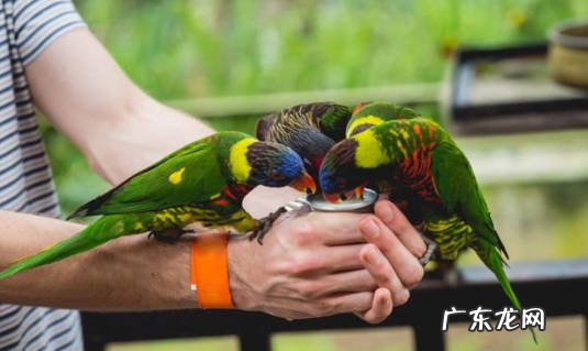 虎皮鹦鹉 最值得养的鹦鹉是什么