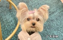 约克夏 第一次养狗的最佳选择是什么