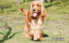 可卡犬 臭味熏天的狗有哪些