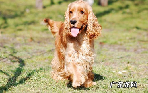 可卡犬 臭味熏天的狗有哪些