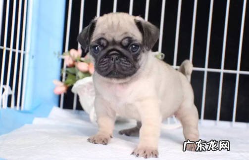 可卡犬 臭味熏天的狗有哪些