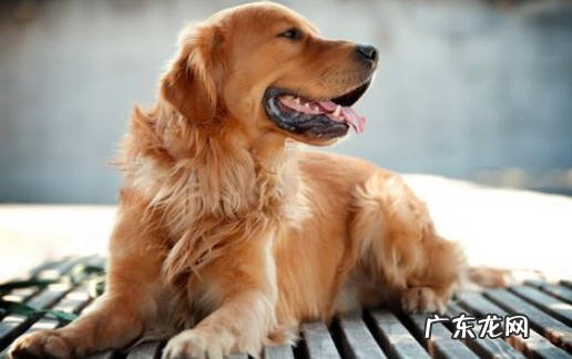 可卡犬 臭味熏天的狗有哪些