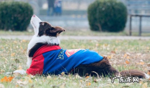 中型犬 边牧是什么体型