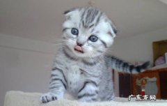 折耳猫 哪些品种的猫更烧钱