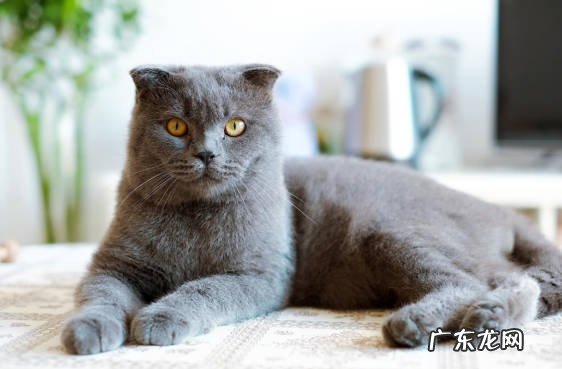 价格便宜 抛弃蓝猫的原因有什么