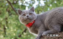 价格便宜 抛弃蓝猫的原因有什么