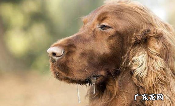 有攻击性 狗狗出现狂犬病的征兆是什么