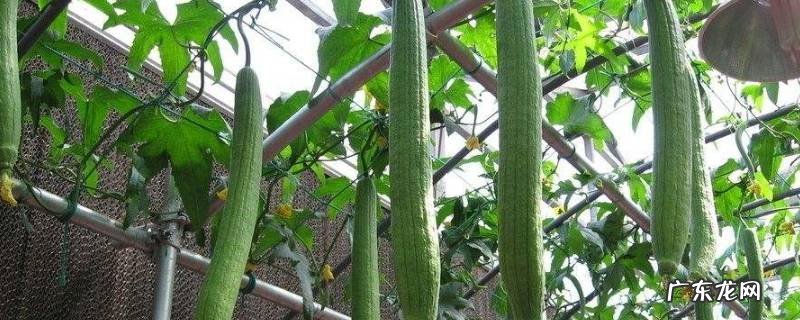 丝瓜苗怎么吃不老 丝瓜苗怎么吃