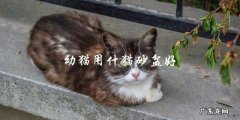 幼猫应该使用什么样的猫砂盆？