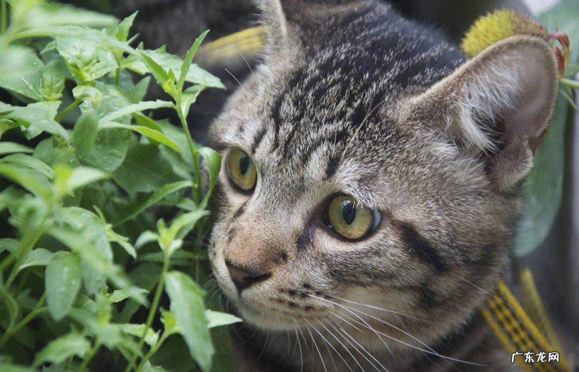 狸花猫 哪些品种是养猫的首选