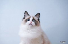 狸花猫 哪些品种是养猫的首选