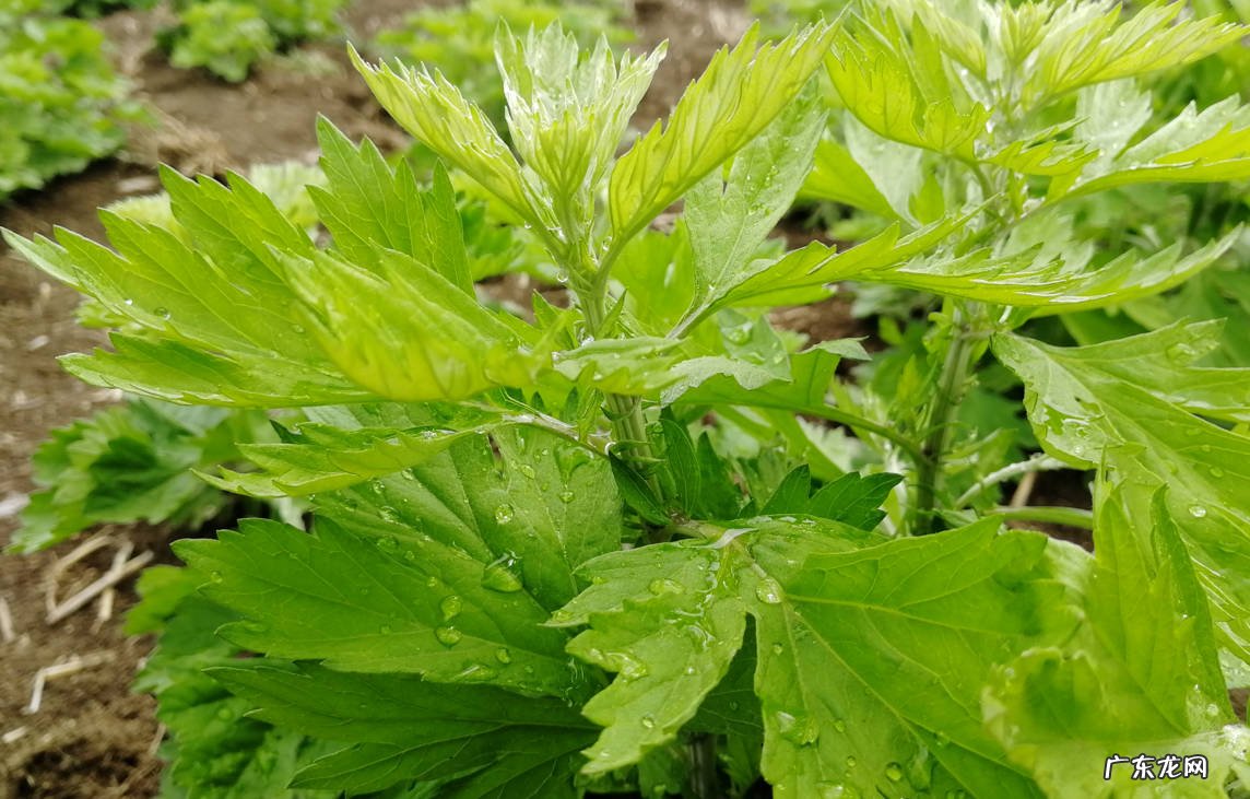 薄荷 哪些是庭院驱蚊植物