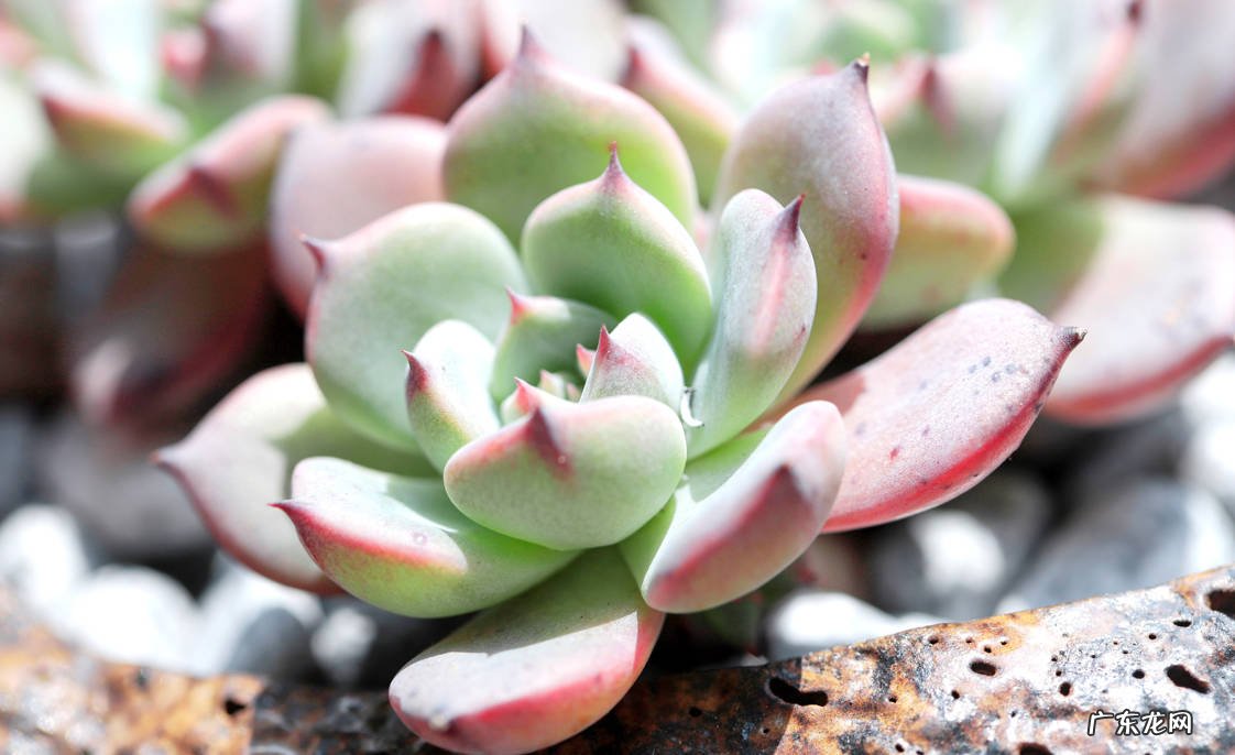控水 养护多肉植物的关键是什么