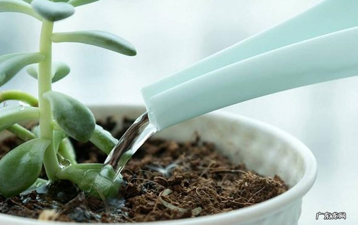 控水 养护多肉植物的关键是什么