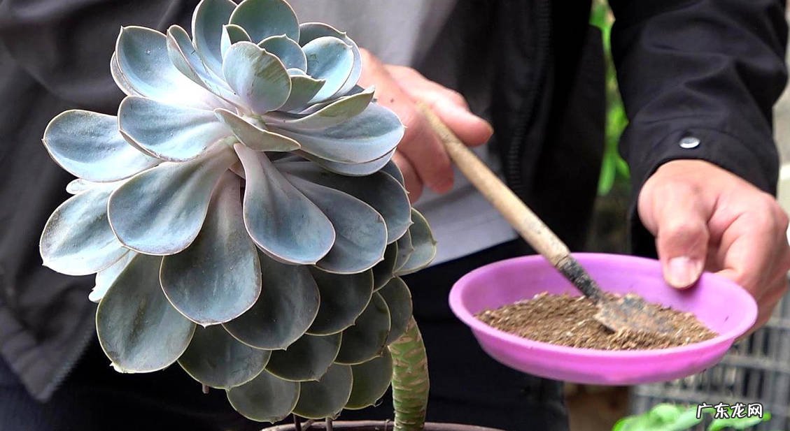 控水 养护多肉植物的关键是什么