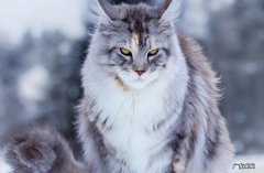 缅因猫 长寿的猫咪有哪些