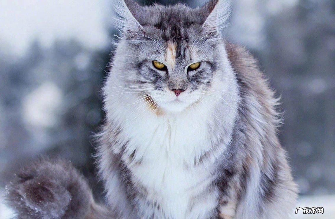 缅因猫 长寿的猫咪有哪些