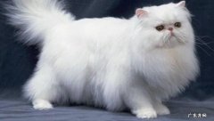 短毛猫 最适合家养的猫咪品种是什么