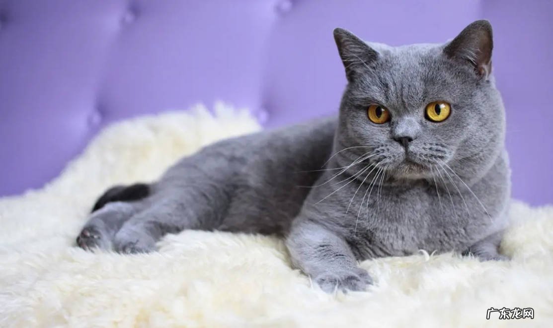 短毛猫 最适合家养的猫咪品种是什么