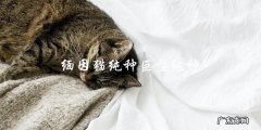 什么是缅因猫纯种巨型纯种？
