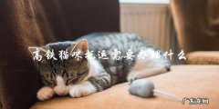 高铁猫咪托运需要办理哪些手续？