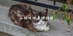 小猫咪每天应该喂多少猫粮？