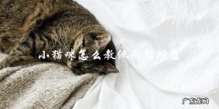 如何教小猫咪使用猫砂盆？