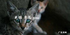 华为GPON光猫如何配置？