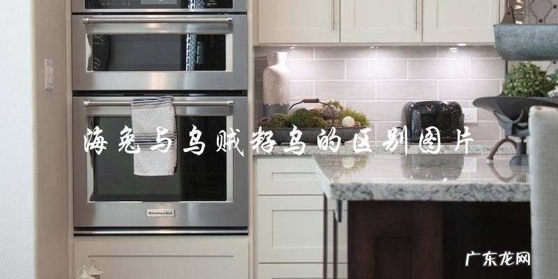 海兔和乌贼籽乌有哪些区别?可以通过图片来比较吗?