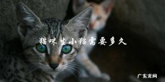 猫咪生小猫需要多长时间？