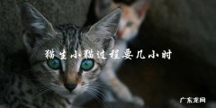 猫生小猫的过程需要多长时间？