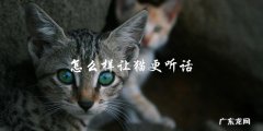 如何训练猫咪更加听话？