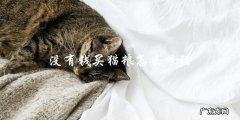 如何在没有钱买猫粮的情况下喂养猫咪？