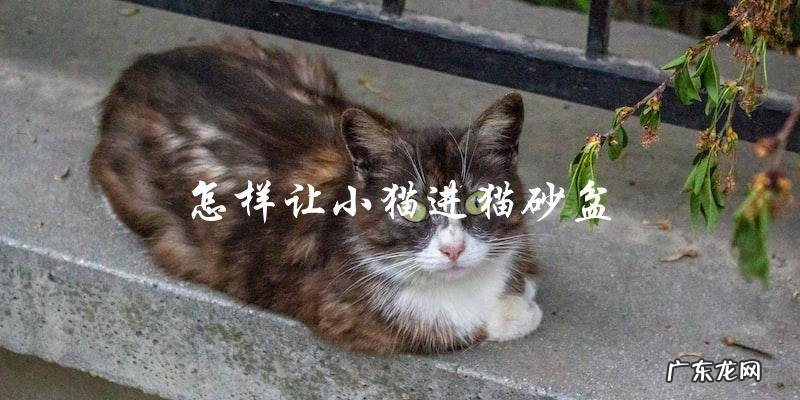 如何训练小猫进入猫砂盆?