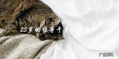 23岁的猫相当于人类多少岁？