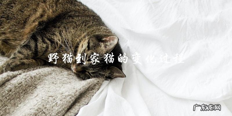 从野猫到家猫:变化过程是什么?