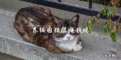 养一只缅因猫真的很烧钱吗？
