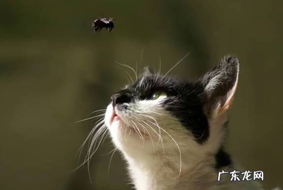 发情 为什么猫咪突然乱窜